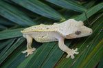 Hypo Yellow Pinstripe Dalmatian Crested Gecko (Majin Buu offspring)