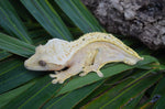 Hypo Yellow Pinstripe Dalmatian Crested Gecko (Majin Buu offspring)