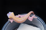 Leucistic Crested Gecko (Super Hypo) *NEW MORPH*