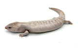 Ivory Blue Tongue Skink
