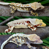 Tricolor Harlequin Crested Gecko