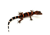 Japanese Cave Gecko