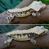 Tangerine Harlequin Crested Gecko (CRAZY CREST STRUCTURE)