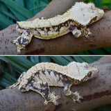 Tangerine Harlequin Crested Gecko (CRAZY CREST STRUCTURE)
