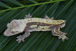 Red Pinstripe Crested Gecko (Perfect Head Structure)