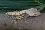 Red Pinstripe Crested Gecko (Perfect Head Structure)