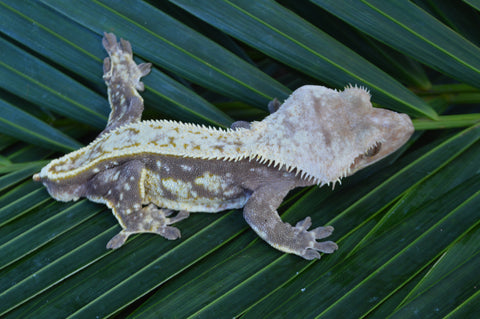 Red Pinstripe Crested Gecko (Perfect Head Structure)