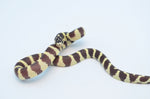 Hypo California Kingsnake