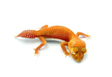 Albino Patternless Knob-Tail Gecko