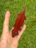 Red Striped Red Base Gargoyle Gecko (Kotex offspring)