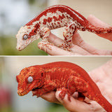 Red Striped Red Base Gargoyle Gecko (Kotex offspring)
