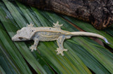 Extreme Harlequin Tangerine & Lavender Quadstripe Dalmatian Crested Gecko