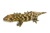 GT x Ana Giant Gecko (High Pattern)