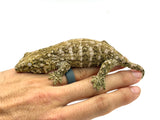 Juvenile Giant Gecko (Monster offspring)