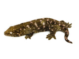 Nuu Ana x Nuu Ami Giant Gecko