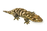 GT x Ana Giant Gecko (High Pattern)