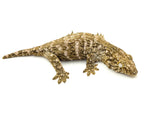 Juvenile Giant Gecko (Monster offspring)