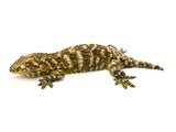 GT x Ana Giant Gecko (High Pattern)