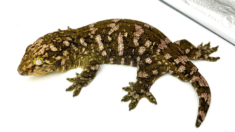 High Pattern GTX Giant Gecko