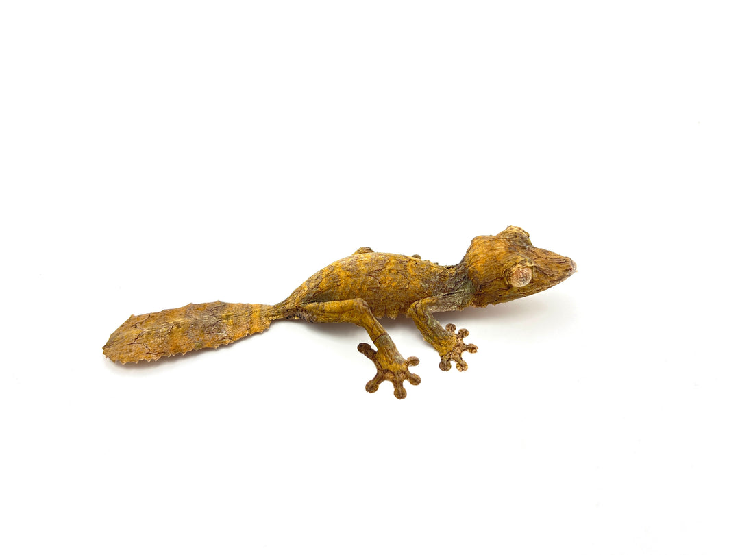 leaftailedgecko_1080x.jpg?v=