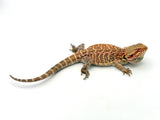 Leatherback Bearded Dragon