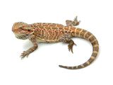 Leatherback Bearded Dragon