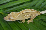 BRIGHT Yellow Pinstripe Crested Gecko