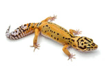 Tangerine Bold Leopard Gecko Female