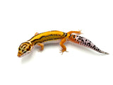 Tangerine Bold het Tremper Leopard Gecko