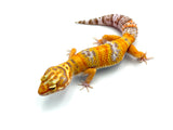 Tangerine Rainwater Leopard Gecko