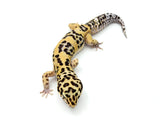 Bold Tangerine Leopard Gecko Male