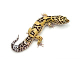Bold Tangerine Leopard Gecko Male