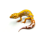 Tangerine Bold Tremper Leopard Gecko