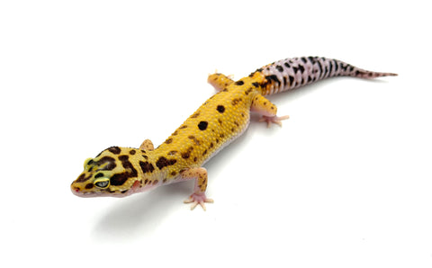 Tangerine Bold Eclipse Leopard Gecko (50% pos het tremper)