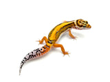 Tangerine Bold het Tremper Leopard Gecko