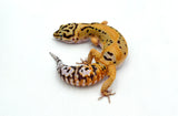 Tangerine Bold Leopard Gecko Female
