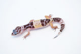 West Indian Leopard Gecko