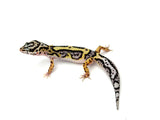 Bold Stripe Leopard Gecko