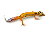 Tangerine Bold Cross het tremper Leopard Gecko