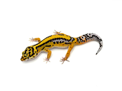 Tangerine Bold Leopard Gecko