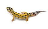 Tangerine Bold Leopard Gecko (Bengal x Gold Bold)