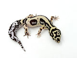 Bandit Leopard Gecko Female