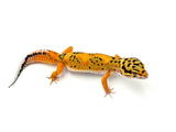 Tangerine Bold Cross het Tremper & Eclipse Leopard Gecko