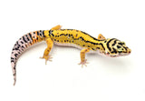 Tangerine Bold Leopard Gecko (Bengal x Gold Bold)