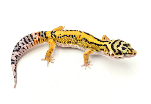 Tangerine Bold Leopard Gecko (Bengal x Gold Bold)