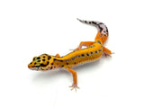 Tangerine Bold Cross het tremper Leopard Gecko