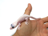 Leucistic Crested Gecko (Super Hypo) *NEW MORPH*