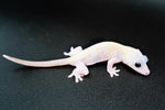 Leucistic Crested Gecko (Super Hypo) *NEW MORPH*