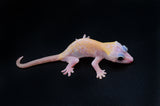 Leucistic Crested Gecko (Super Hypo) *NEW MORPH*