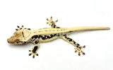 Pinstripe Lilly White Crested Gecko